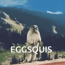 Eggsquis GIF - Eggsquis GIFs