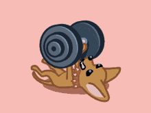 Chihuahua Working Out GIF