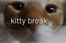 Kitty Break GIF - Kitty Break Kitty Break GIFs