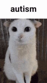 a white cat with black ears is sitting in a cage with the word autism above it .