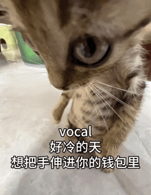a close up of a cat 's face with the words vocal in the upper right corner
