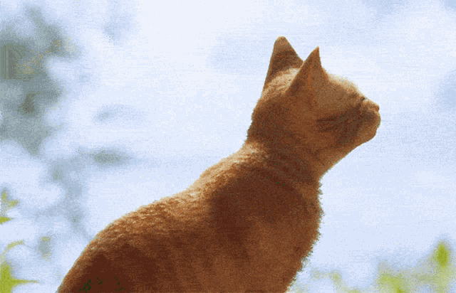 Stray Stray Game GIF - Stray Stray Game Cat - Discover & Share GIFs
