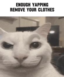 a white cat with a fake eyebrow and the words " enough yapping remove your clothes "