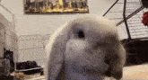 a rabbit is eating a green leaf in front of a picture of a city skyline
