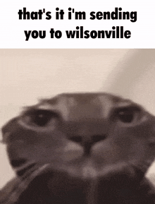 a close up of a cat with the words that 's it i 'm sending you to wilsonville above it