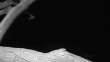 a black and white photo of an owl sitting on a tree branch .