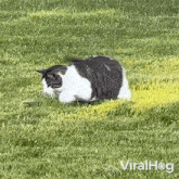 Playing With Each Other Cat GIF - Playing With Each Other Cat Chipmunk GIFs