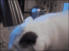 Everybody Knows Cats Bath Themselves... GIF - Cats Wash Face GIFs