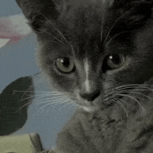 a close up of a cat 's face with a blurred background
