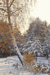 a snowy forest with trees covered in snow and a birch tree in the foreground