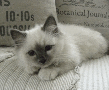 a kitten is laying on a bed next to a pillow that says botanical journal .