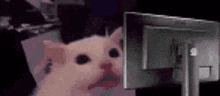 a pink cat is looking at a computer screen .