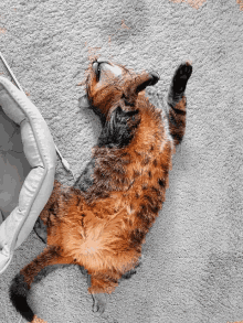 Belly Up Cat GIF - Belly Up Cat GIFs