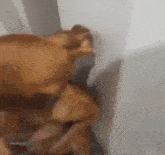 a close up of a chicken sitting on top of a table next to a wall .