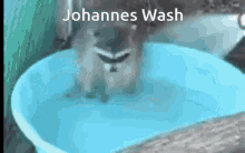 Wash Johannes GIF - Wash Johannes Racoon GIFs