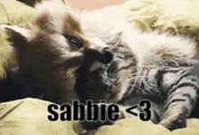 Sabbie GIF - Sabbie GIFs