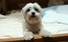 Puppy Dog GIF - Puppy Dog Lick GIFs