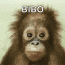 a close up of a baby orangutan with the word bibo written on its head .