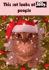 Jolly Christmas Posting GIF - Jolly Christmas Posting Jolly Cat GIFs