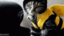 Cat In Bee Costume Falls Over GIF - Bees Cat Bee Costume GIFs