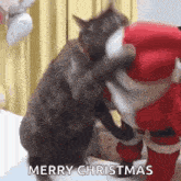 Cat Christmas GIF - Cat Christmas Christmas Spirit GIFs