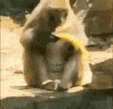 Monkey Drop Banana GIF