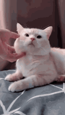 Cat Cheek GIF - Cat Cheek Rub GIFs