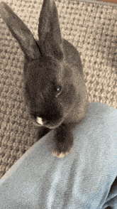 Bunny Finn GIF - Bunny Finn GIFs