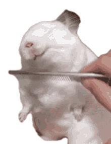 brushing rabbit