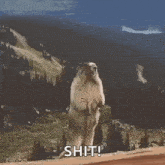 Aaaggghhh Marmot GIF