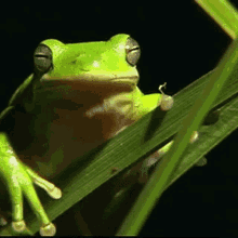 Mizu Frog GIF