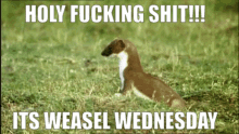 weasel wednesday weasel quinn weasel