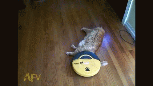 Cat Loves Roomba, She'S All Clean Now GIF - Americas Funniest Videos Cat  Roomba - Discover & Share GIFs