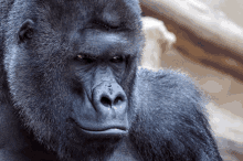 Gorilla Angry Gorilla GIF - Gorilla Angry Gorilla Kızgın Goril GIFs