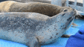 two seals are laying on a blue surface and one of them is looking at the camera