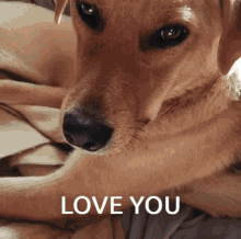 Love You Miss You GIF - Love You Miss You Dog Kisses GIFs