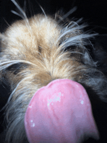a close up of a dog licking its nose with a pink tongue
