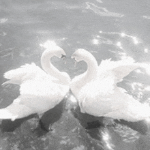 Swan GIF - Swan GIFs