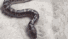 Snake Sand GIF