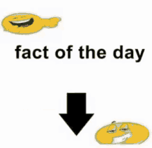 fact of the day facts fax fax bro fax bruh
