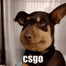 Csgo Dog GIF - Csgo Dog Bee Dog GIFs