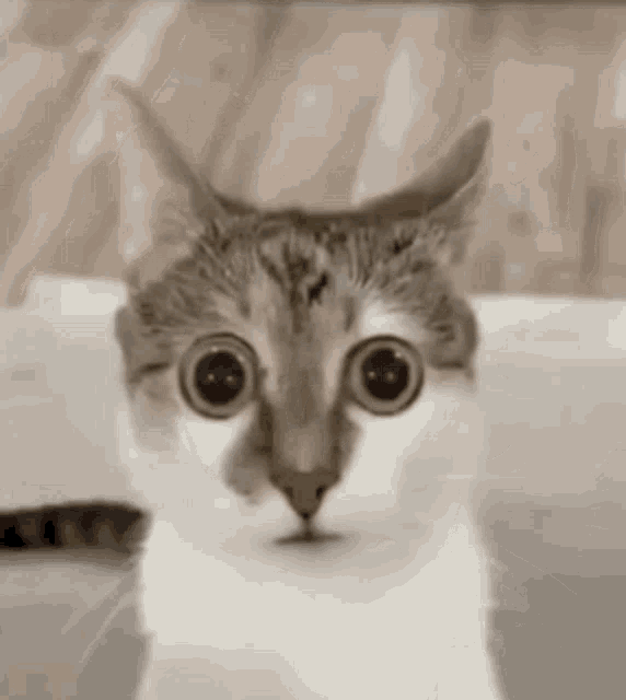 Cat Sus GIF Cat Sus Stare Discover & Share GIFs