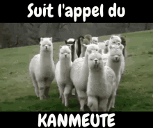 Kanmeute Kabebaloo GIF - Kanmeute Kabebaloo GIFs