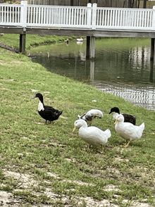 Duckling GIF
