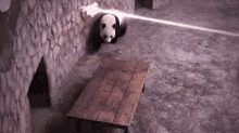 War Panda GIF