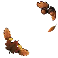 a bunch of leaves and acorns are falling on a white background