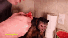 Eat Monkeyboo GIF - Eat Monkeyboo Watermelon GIFs