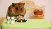Hamster Nom Nom GIF - Hamster Nom Nom Eating GIFs