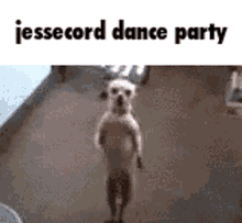 Jessecord Dog GIF - Jessecord Dog Funny GIFs
