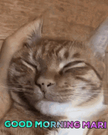 Good Morning Mari Cute Cat Gif GIF